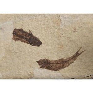 Fish Fossils in Shale